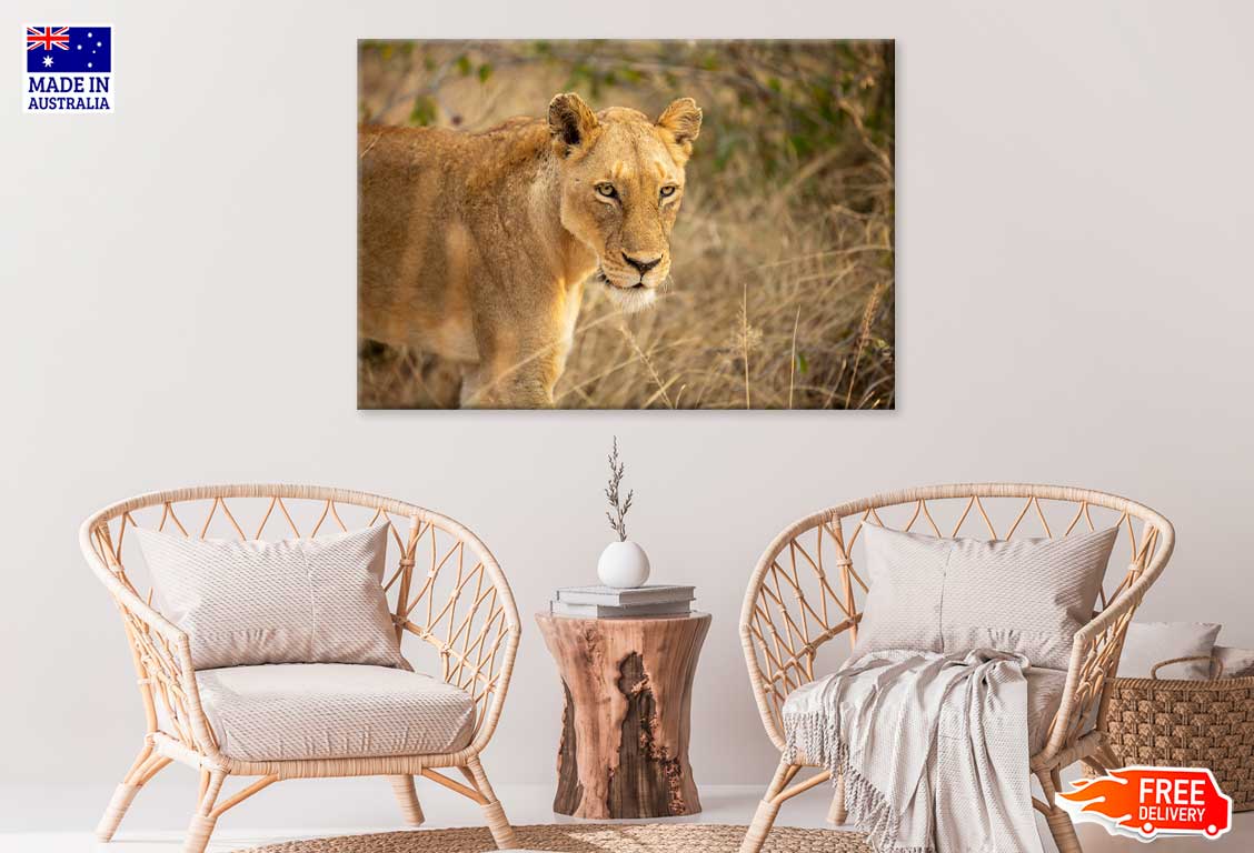 Lioness in Landscape View Photograph Print 100% Australian Made