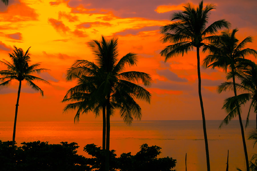 Palm Trees Near Sea Sunset View Photograph Print 100% Australian Made