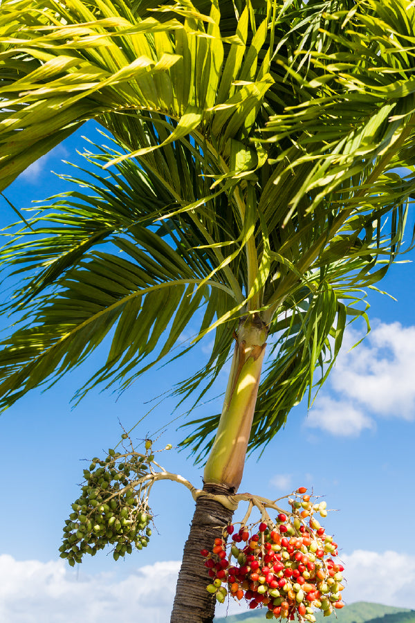 Orange & Green Berries Palm Tree Photograph Print 100% Australian Made