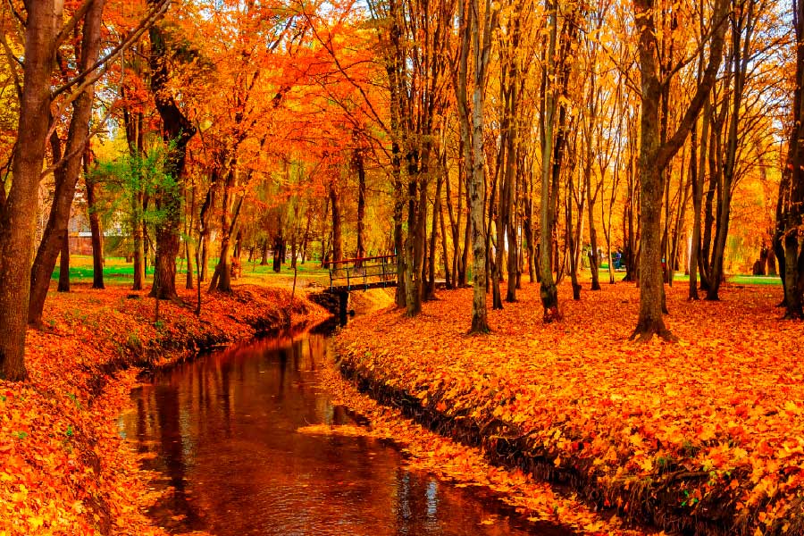 Bella Home River in Autumn Tree Forest Print Canvas Ready to hang
