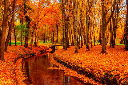 Bella Home River in Autumn Tree Forest Print Canvas Ready to hang