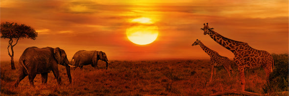 Panoramic Canvas Elephants and Giraffes at Sunset High Quality 100% Australian made wall Canvas Print ready to hang