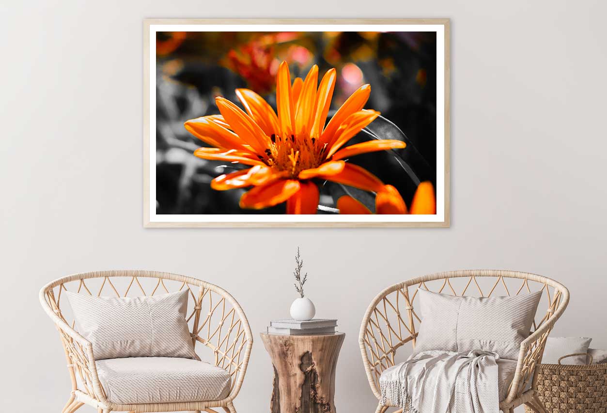 Orange Gazania Flower View Photograph Home Decor Premium Quality Poster Print Choose Your Sizes