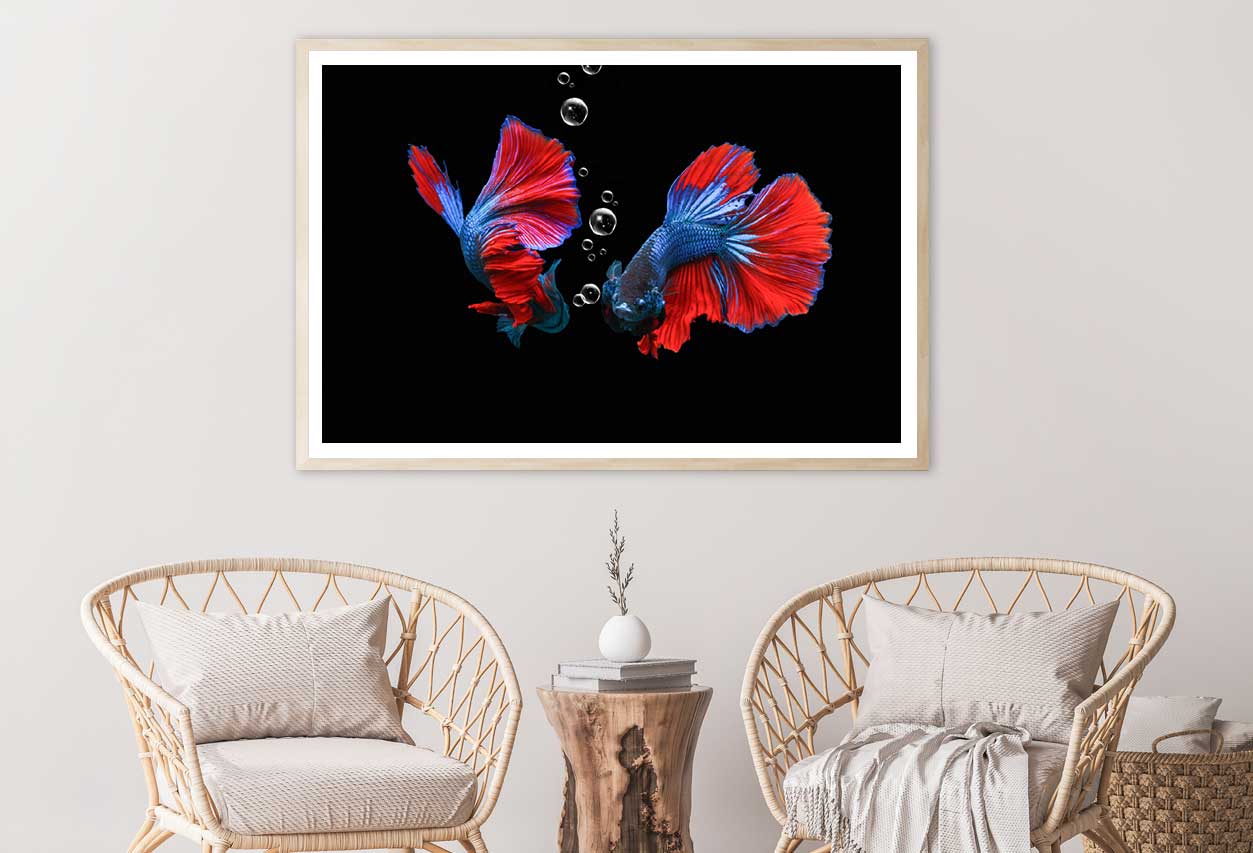 Fighting Fish on Dark View Photograph Home Decor Premium Quality Poster Print Choose Your Sizes