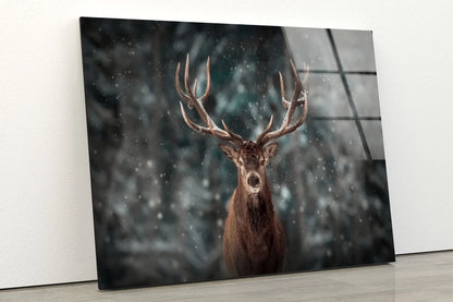 Deer Closeup Photograph Acrylic Glass Print Tempered Glass Wall Art 100% Made in Australia Ready to Hang