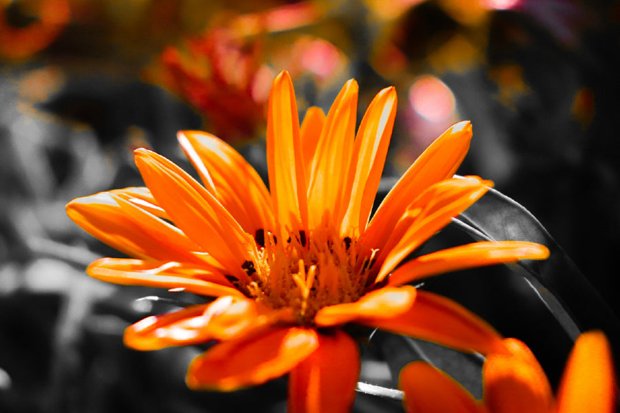 Orange Gazania Flower View Photograph Home Decor Premium Quality Poster Print Choose Your Sizes