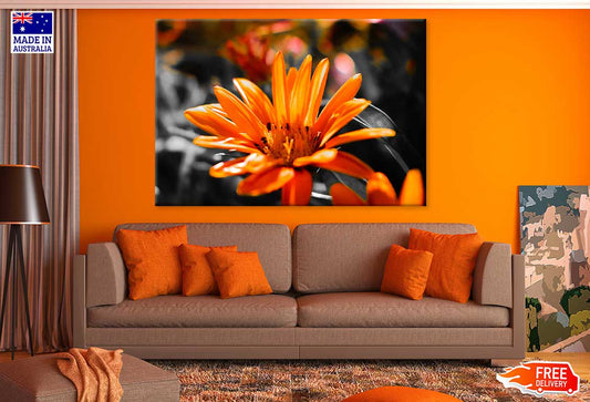 Orange Gazania Flower Photograph Print 100% Australian Made