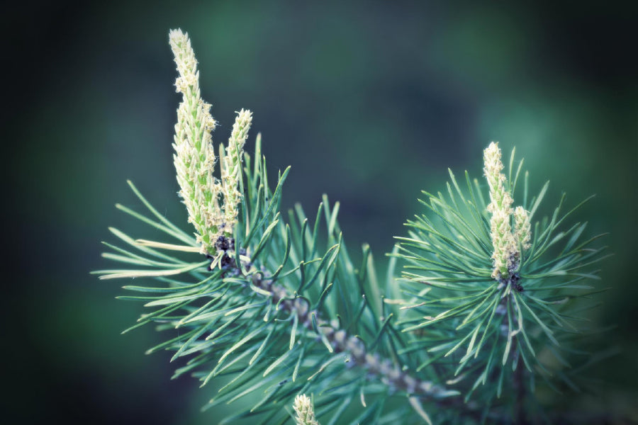 Pine Tree Branch Closeup View Photograph Print 100% Australian Made