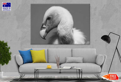 Vulture Bird B&W View Photograph Print 100% Australian Made