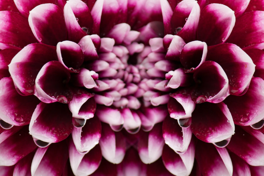 Maroon Pink Dahlia Closeup View Photograph Print 100% Australian Made