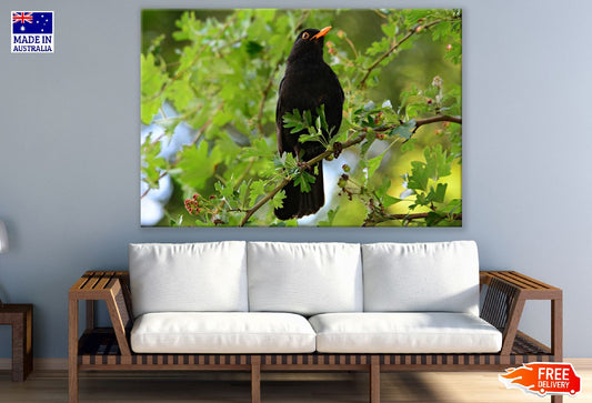 Blackbird in a Willow Tree Photograph Print 100% Australian Made