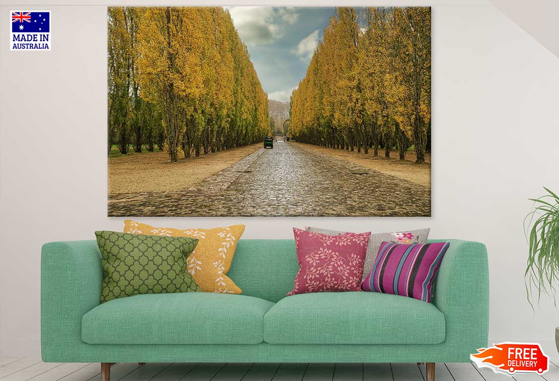 Tall Yellow Flower Trees Along Road Photograph Print 100% Australian Made