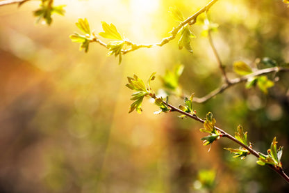 Branch with Spring Leaves Sunset View Photograph Print 100% Australian Made