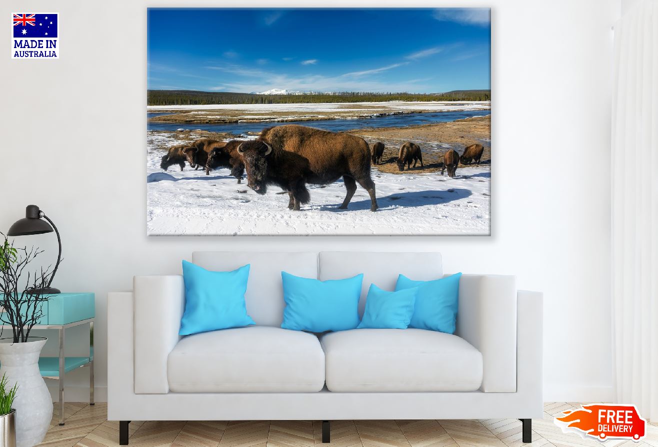 American Bison on Yellowstone National Park Print 100% Australian Made