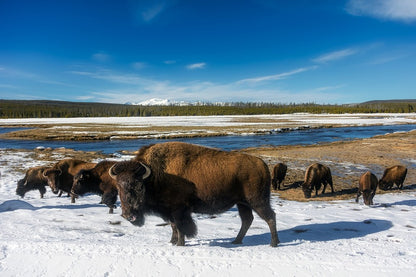 American Bison on Yellowstone National Park Print 100% Australian Made