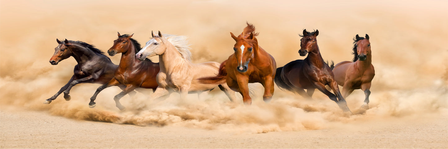 Panoramic Canvas Horses Running on Sand Photograph High Quality 100% Australian Made Wall Canvas Print Ready to Hang