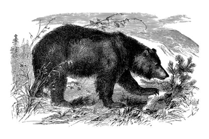 Bear B&W Art Design Print 100% Australian Made