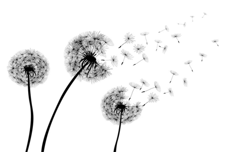 Dandelion with Flying Seeds B&W Photograph Print 100% Australian Made