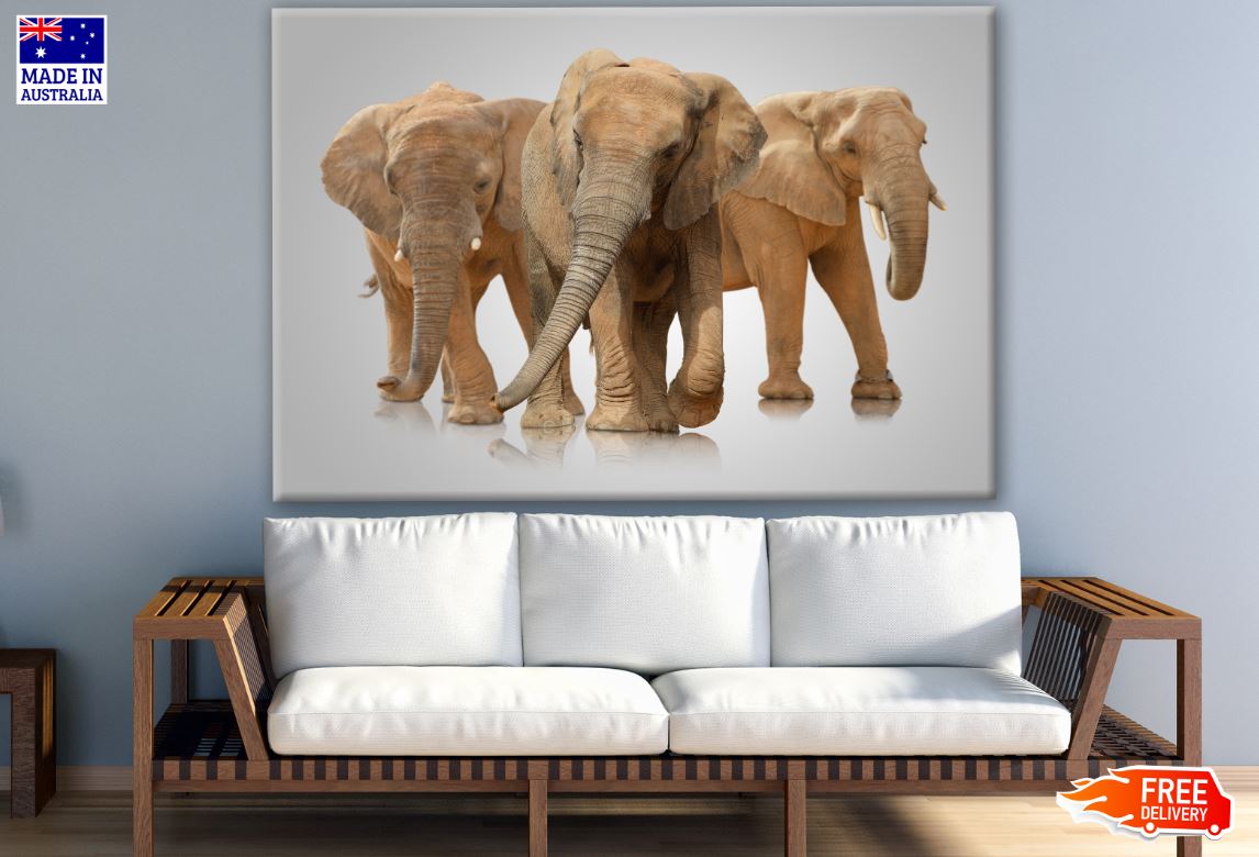 Elephants Walking Photograph Print 100% Australian Made