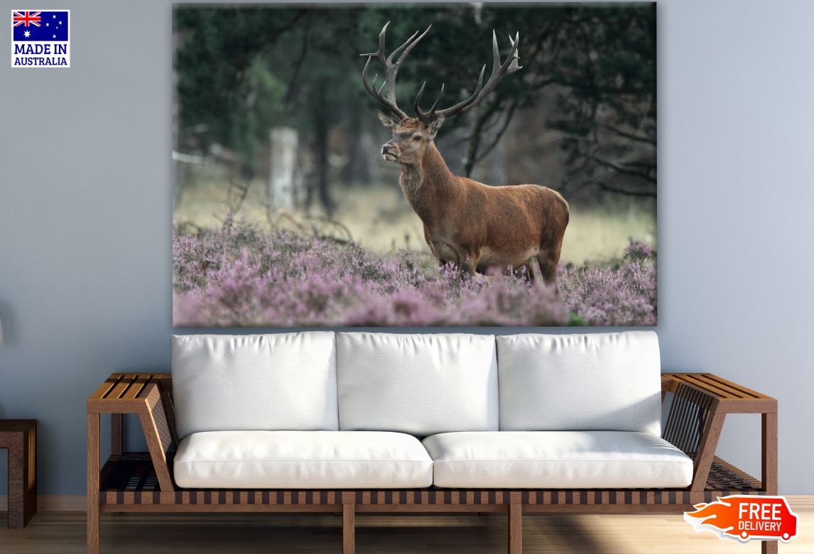 Deer in Meadow Photograph Print 100% Australian Made