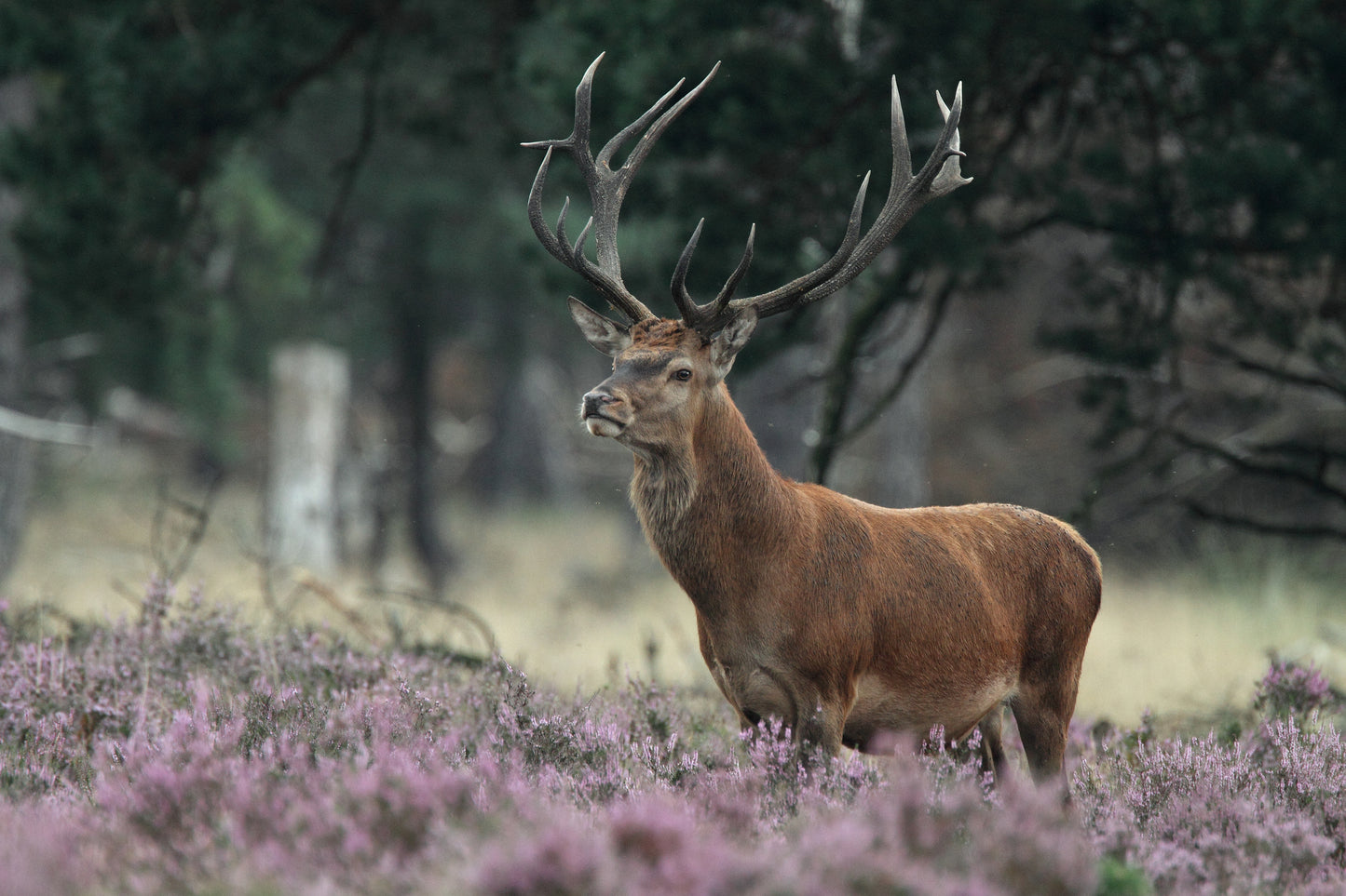 Deer in Meadow Photograph Print 100% Australian Made