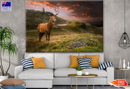 Deer in Meadow Photograph Print 100% Australian Made