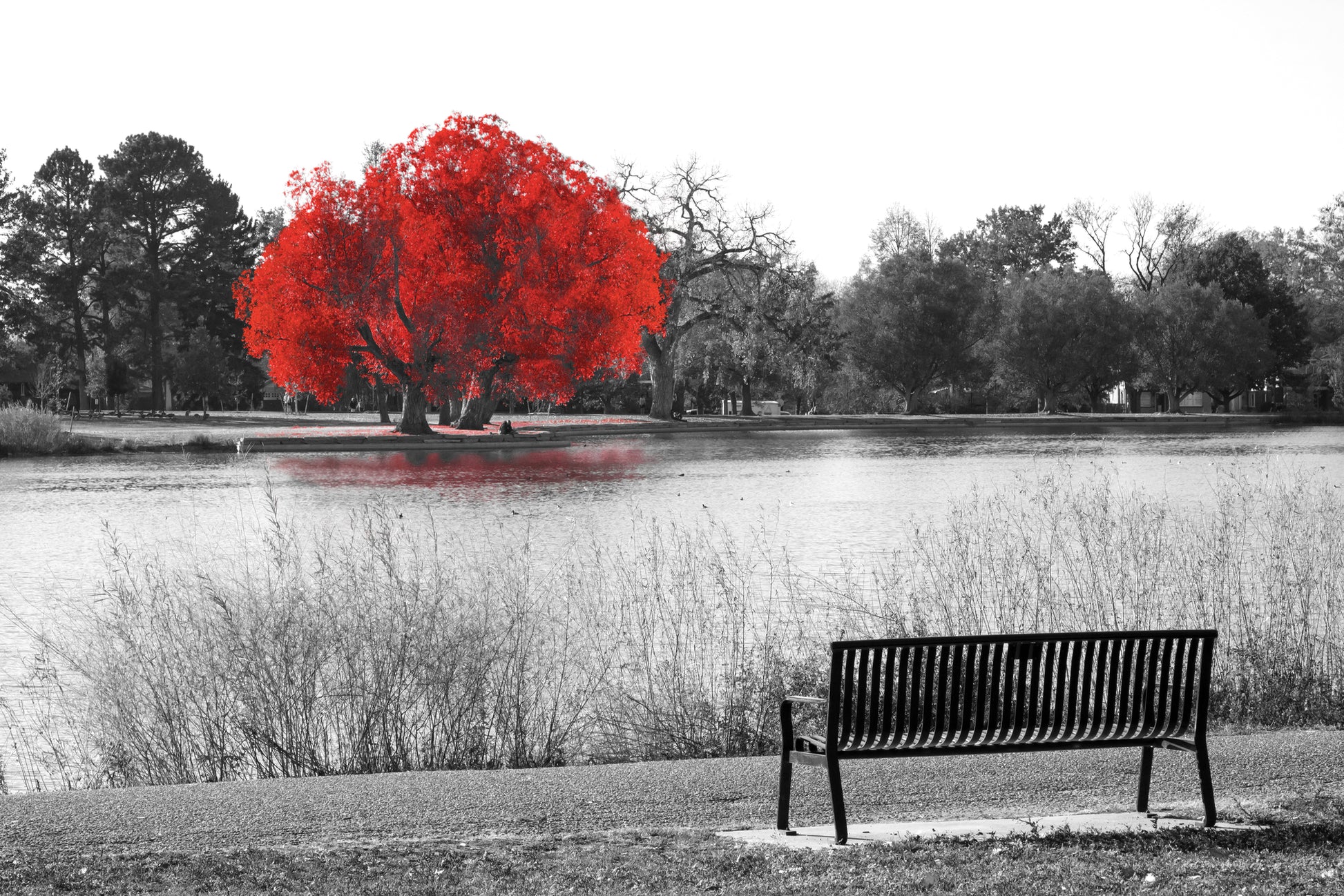 Red Tree on River B&W Photograph Home Decor Premium Quality Poster Print Choose Your Sizes