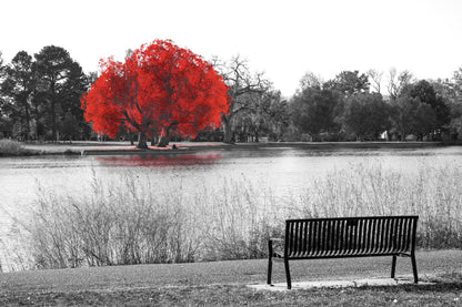 Red Tree on River B&W Photograph Home Decor Premium Quality Poster Print Choose Your Sizes