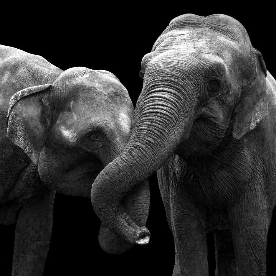 Square Canvas Elephants Closeup B&W Photograph High Quality Print 100% Australian Made