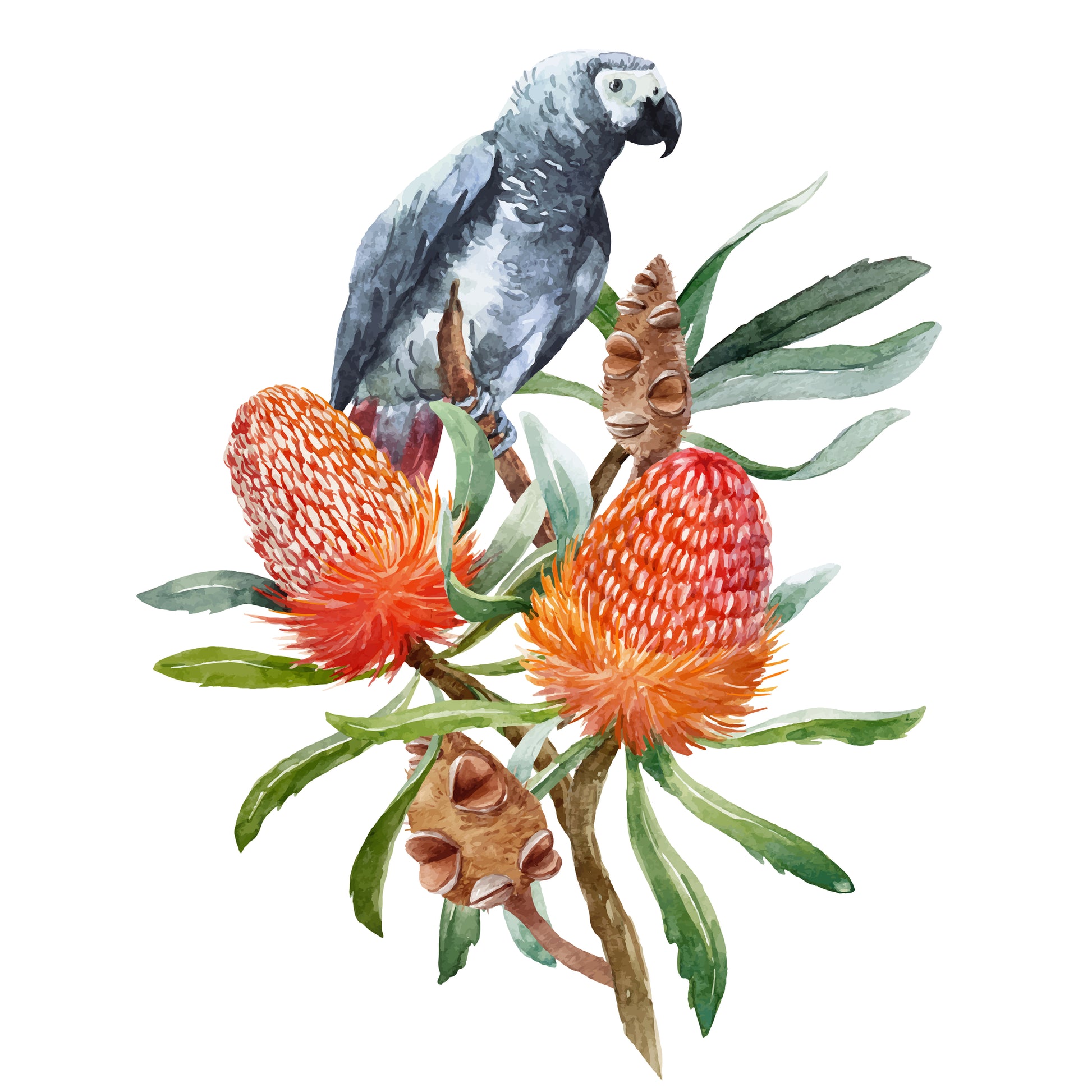 Square Canvas Parrot & Flowers Watercolor Painting High Quality Print 100% Australian Made