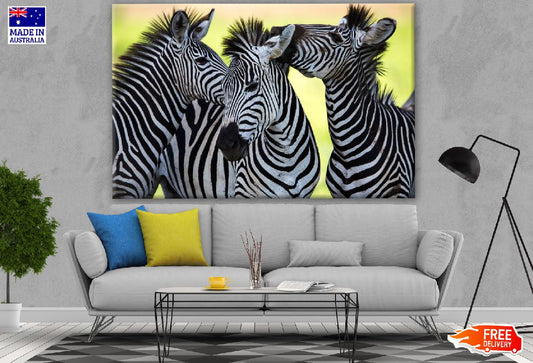 Zebras Photograph Print 100% Australian Made