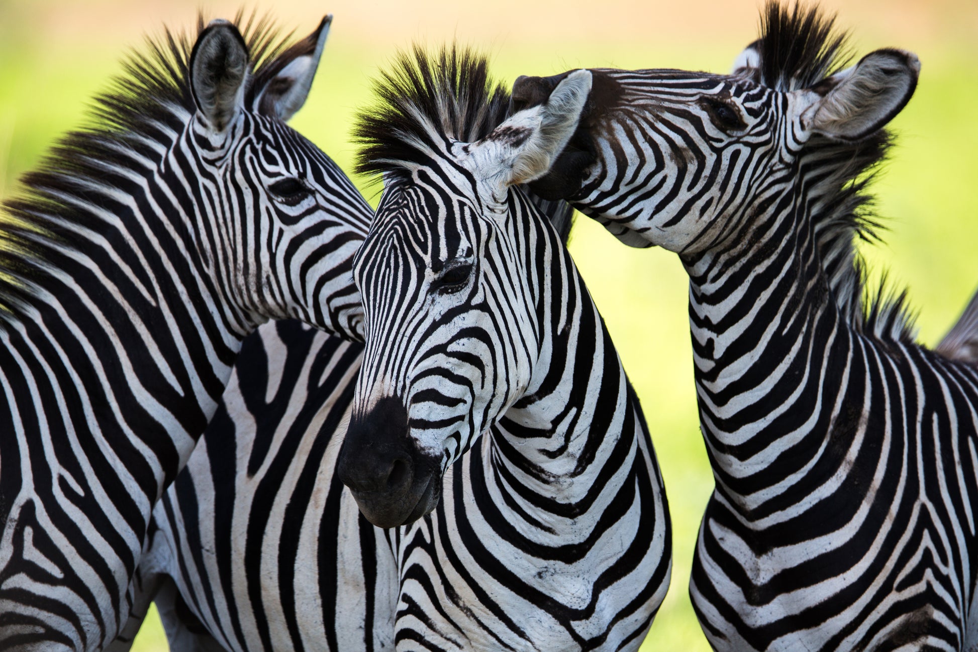 Zebras Potrait Photograph Home Decor Premium Quality Poster Print Choose Your Sizes