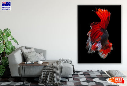 Fighter Fish Photograph Print 100% Australian Made