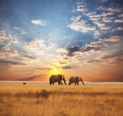 Square Canvas Elephants Walking in Field at Sunset Photograph High Quality Print 100% Australian Made