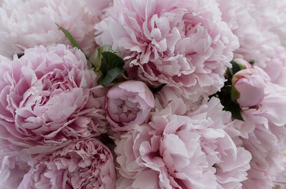 Pink Peonies Closeup Photograph Print 100% Australian Made