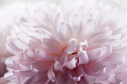 Pink Flower Closeup Photograph Print 100% Australian Made