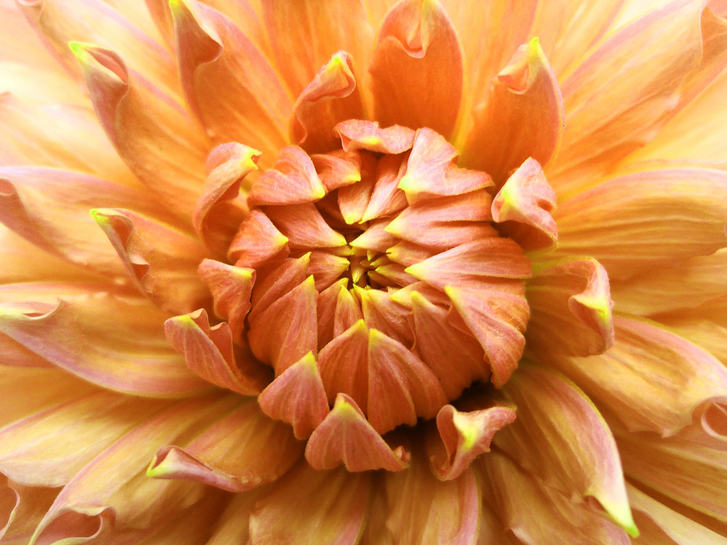 Orange Flower Closeup Photograph Print 100% Australian Made