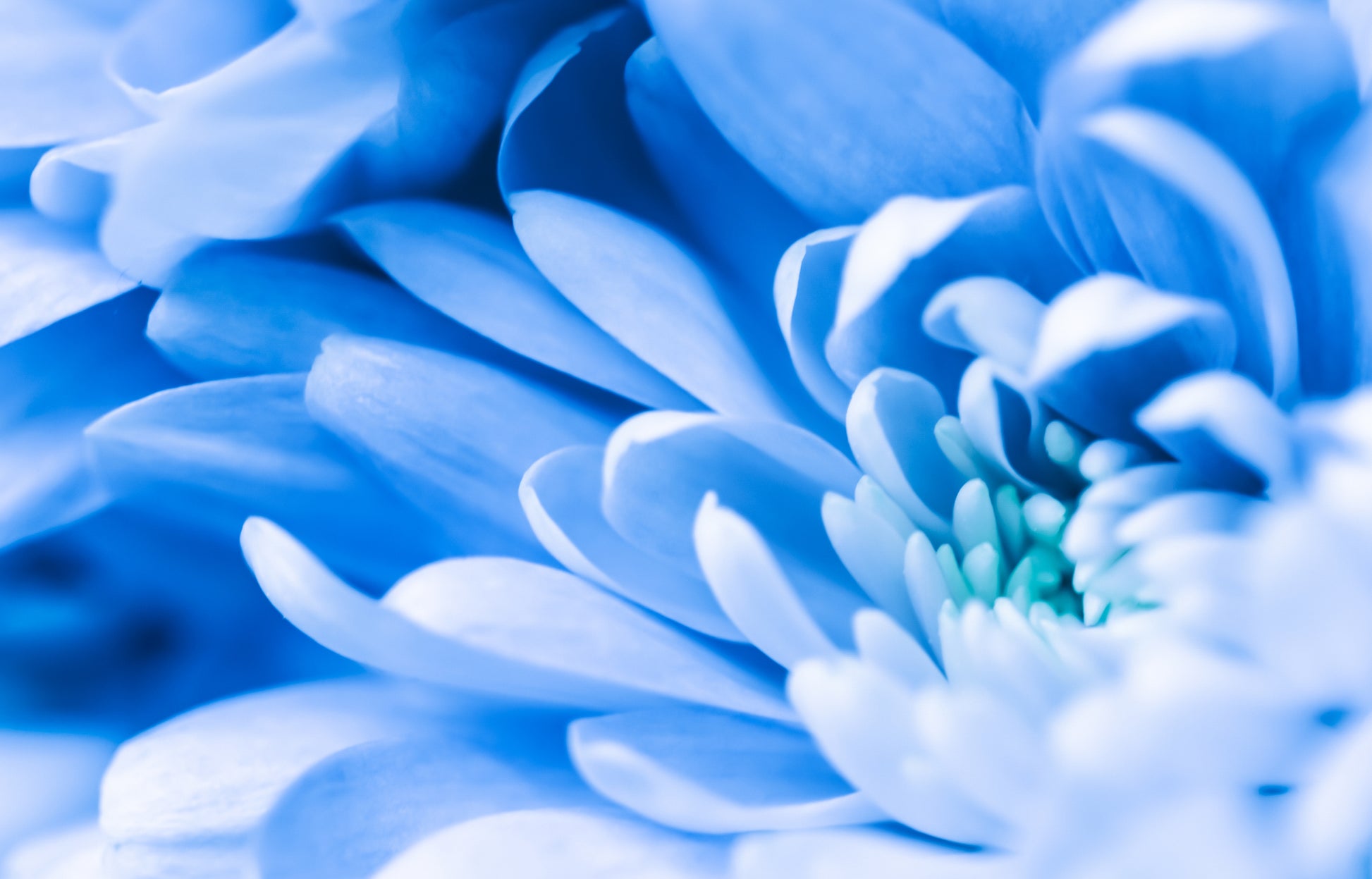 Blue Flower Closeup Photograph Print 100% Australian Made