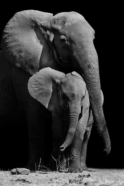 Elephant & Baby B&W Photograph Home Decor Premium Quality Poster Print Choose Your Sizes