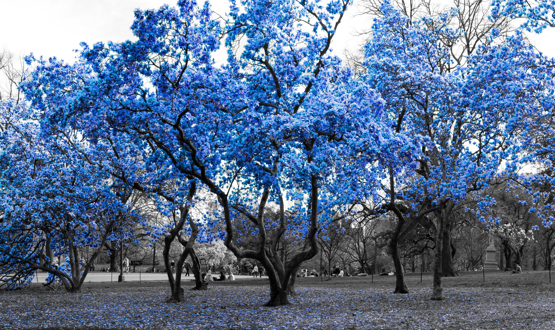 Blue Flower Trees Park Photograph Home Decor Premium Quality Poster Print Choose Your Sizes