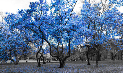 Blue Flower Trees Park Photograph Home Decor Premium Quality Poster Print Choose Your Sizes