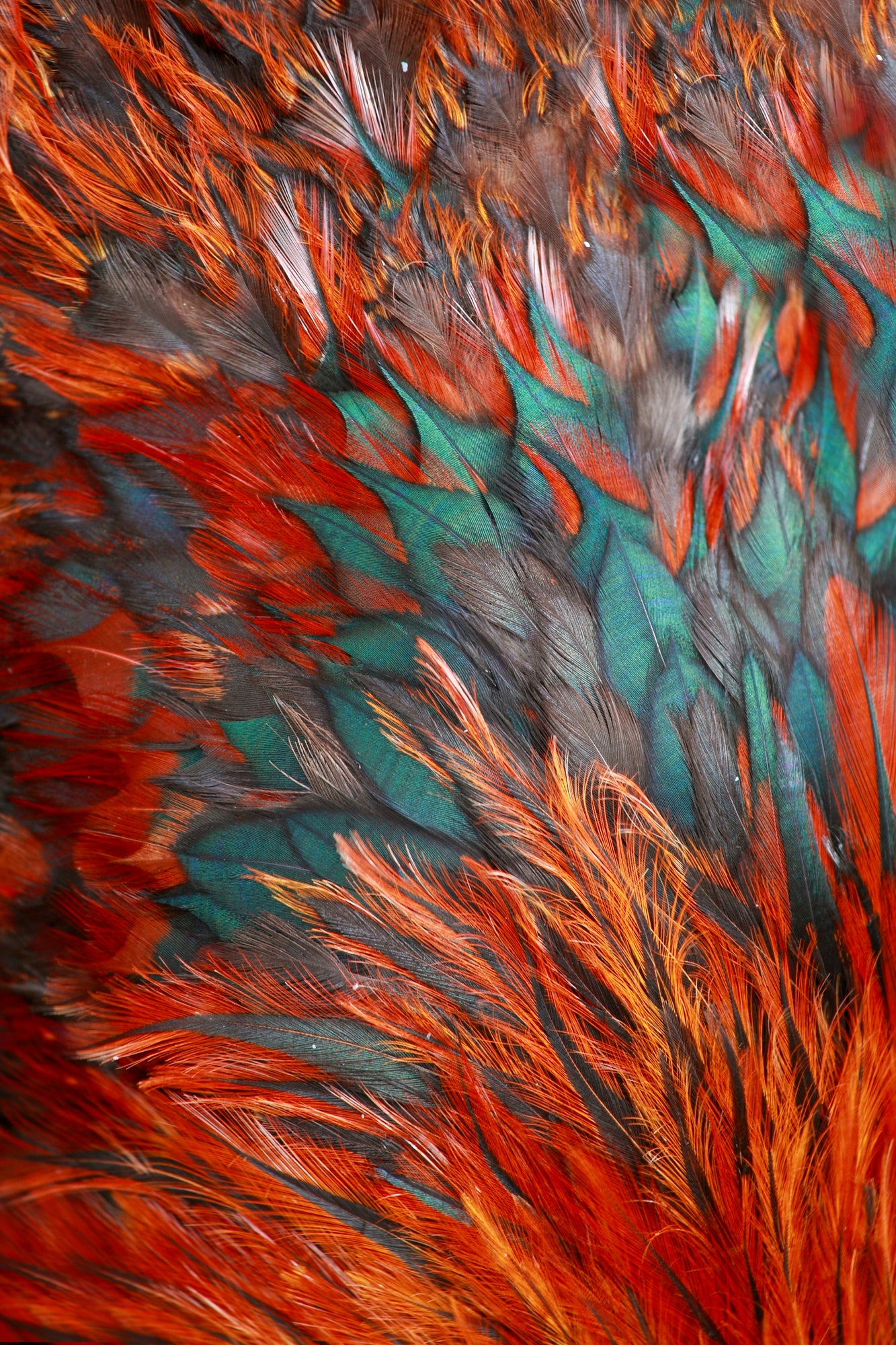 Colorful Bird Feathers Photograph Home Decor Premium Quality Poster Print Choose Your Sizes