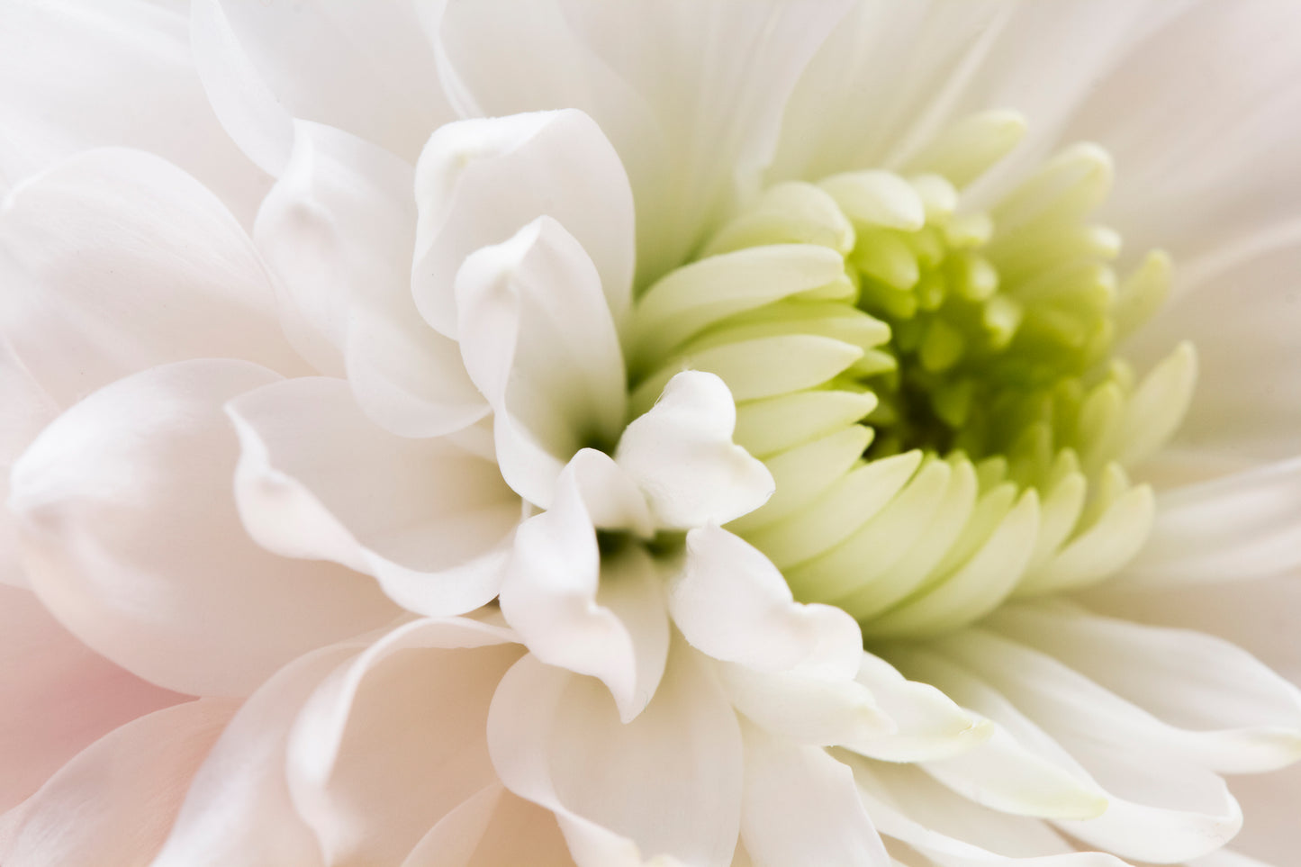 Flower Closeup Photograph Print 100% Australian Made