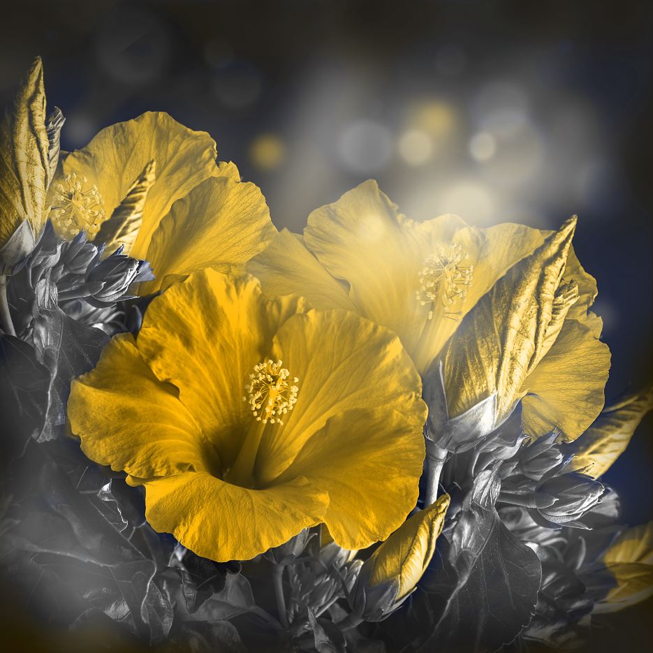 Square Canvas Bunch of Yellow Hibiscus Flower High Quality Print 100% Australian Made