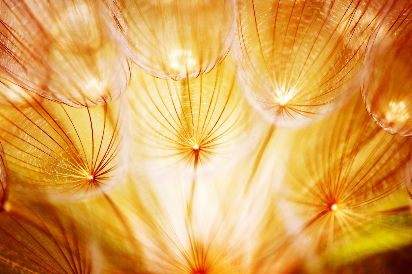 Dandelion Flower Closeup Photograph Print 100% Australian Made