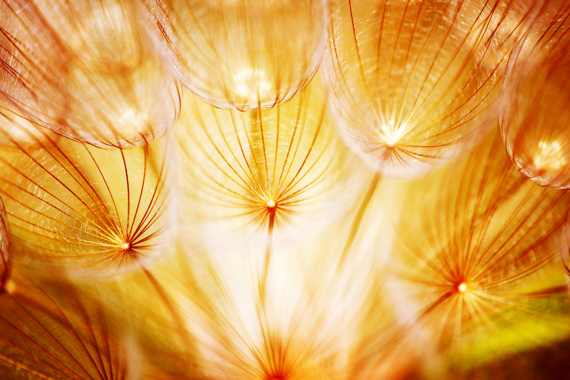 Dandelion Flower Closeup Photograph Print 100% Australian Made