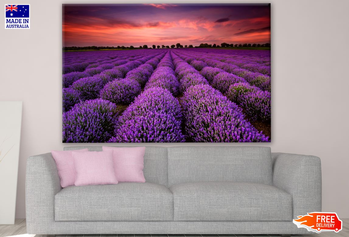 Lavender Field Photograph Print 100% Australian Made