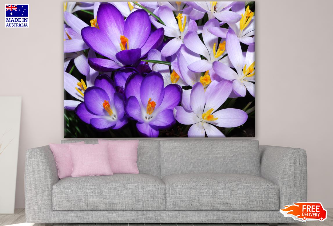 Purple Crocus Flowers Photograph Print 100% Australian Made