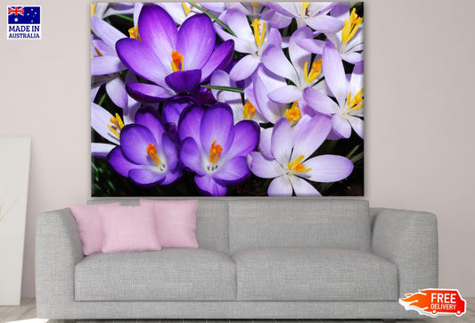 Purple Crocus Flowers Photograph Print 100% Australian Made