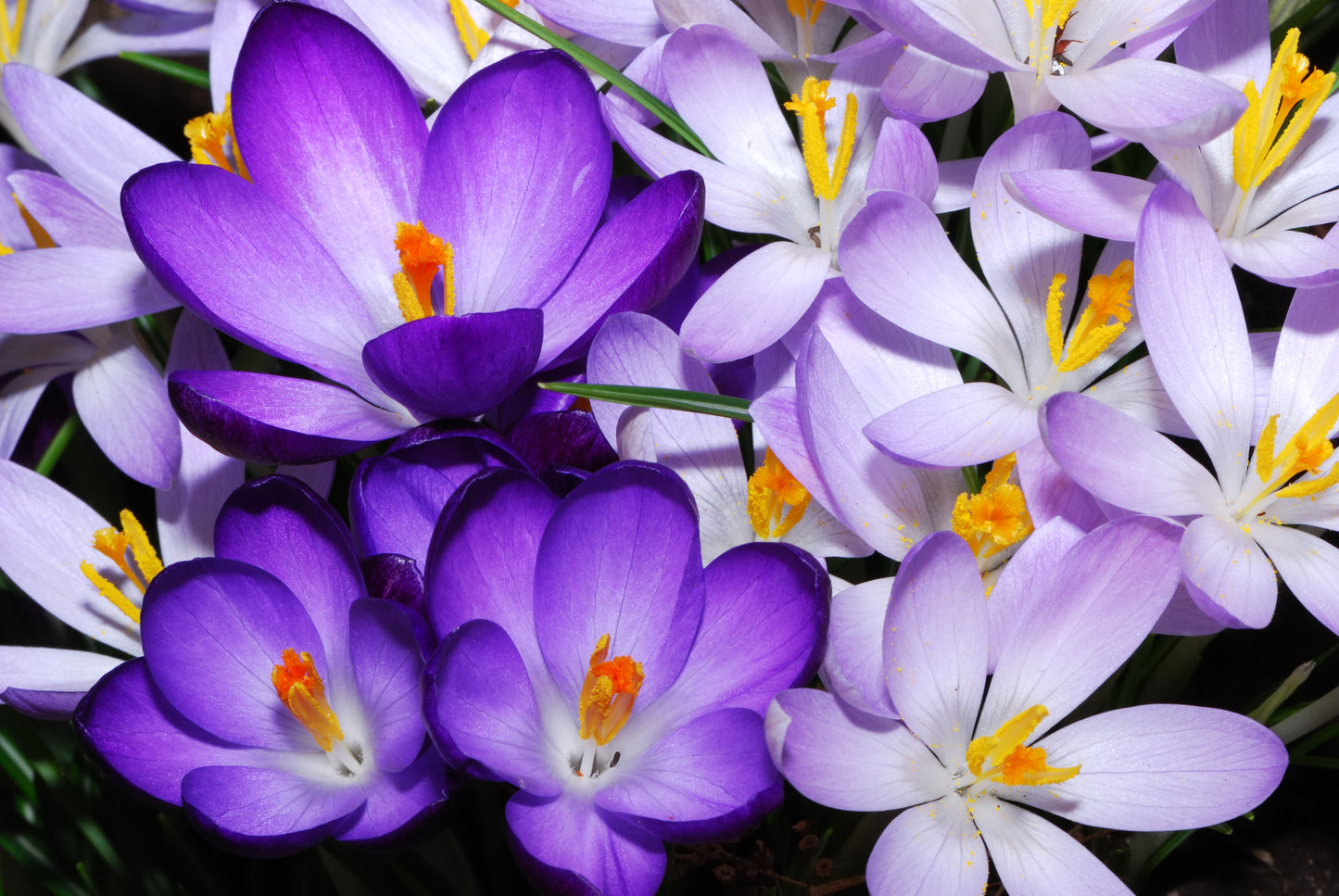 Purple Crocus Flowers Photograph Print 100% Australian Made
